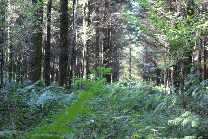 Promenade en forêt