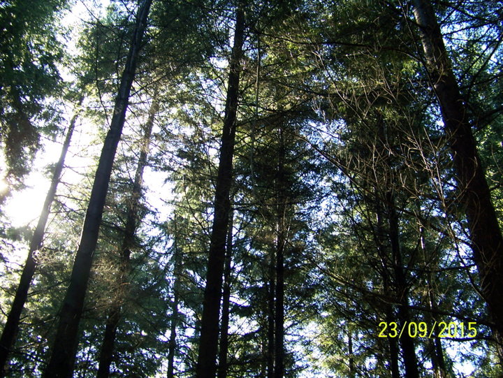 Promenade en forêt