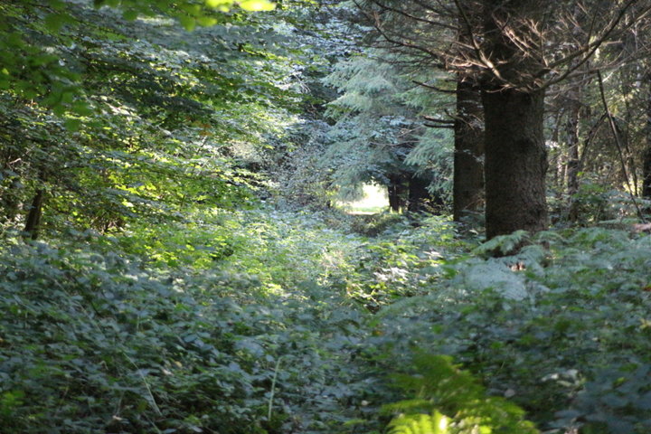 Promenade en forêt