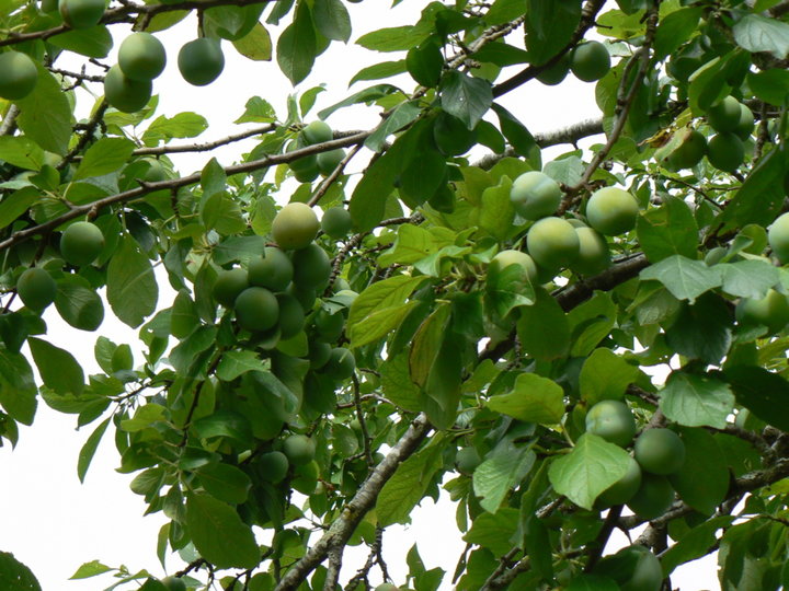 Prunes reine claude.