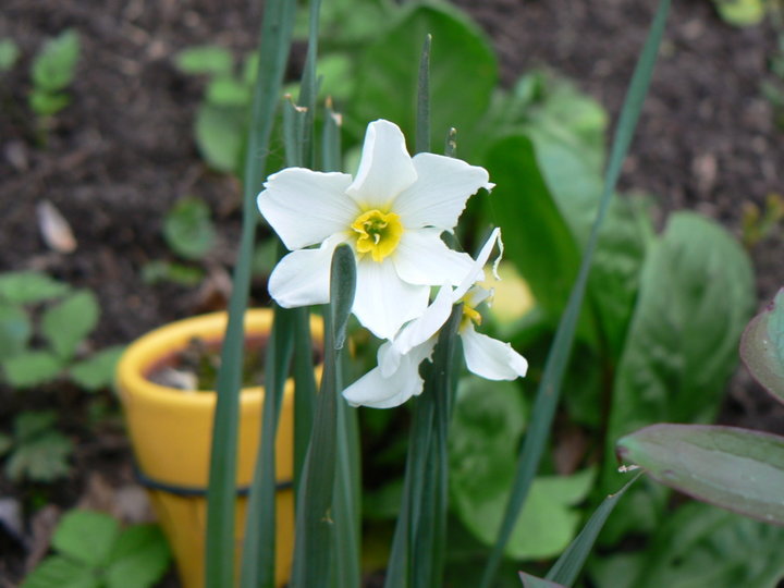 Quelle est cette fleur?