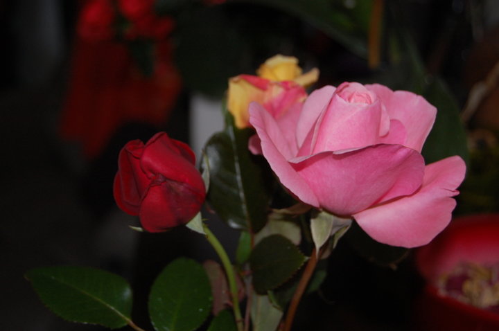 Quelques echantillons de mes roses de jardin....