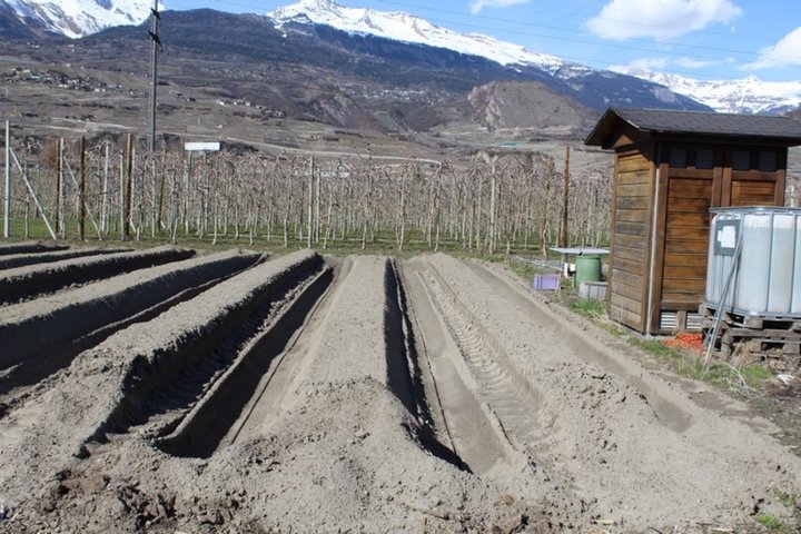 Rangées  d'asperges