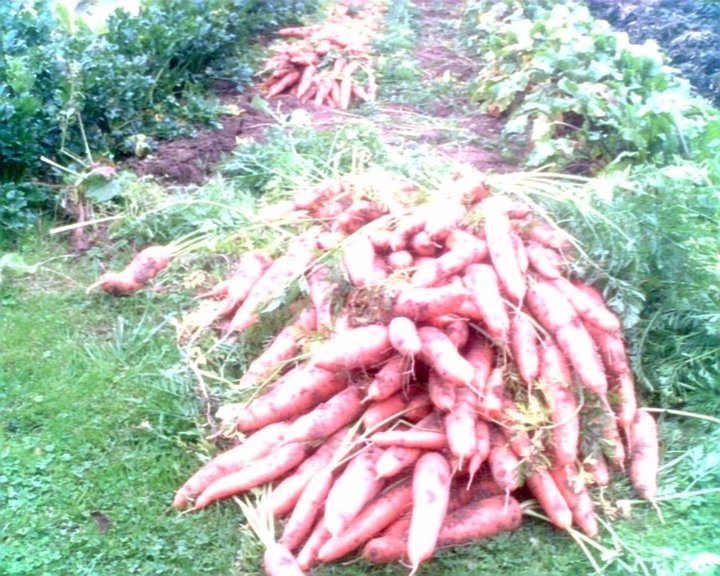 Récolte de carottes