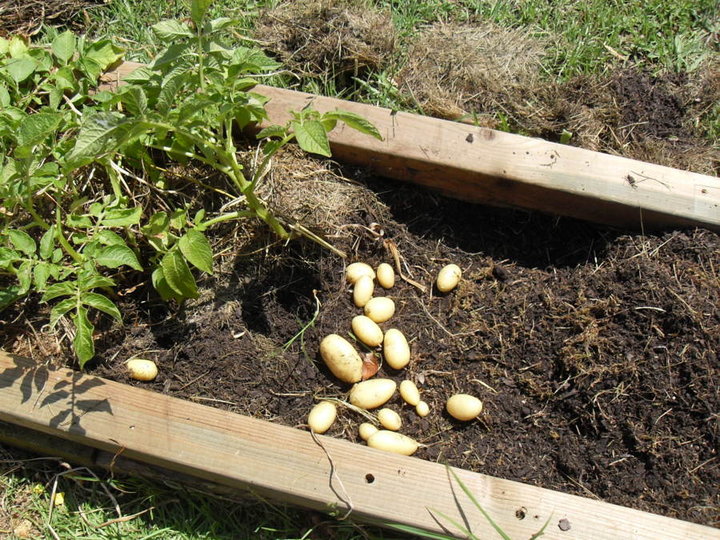 Récolte des pommes de terre très facile à enlever et trés propres