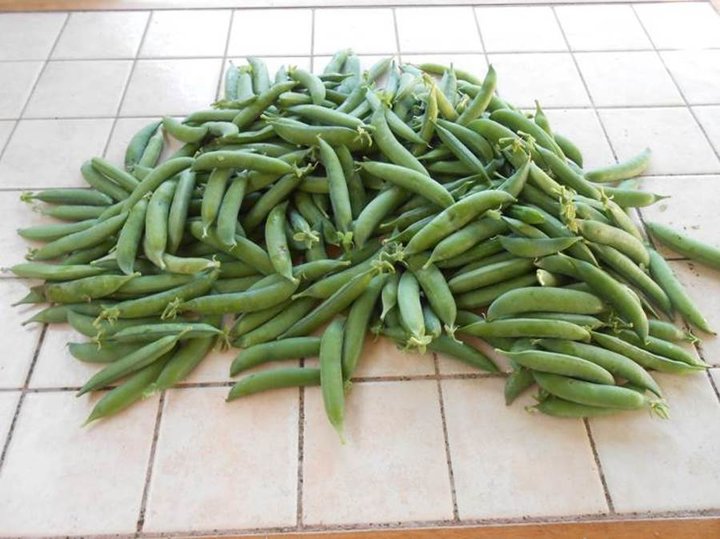 Récolte petits pois