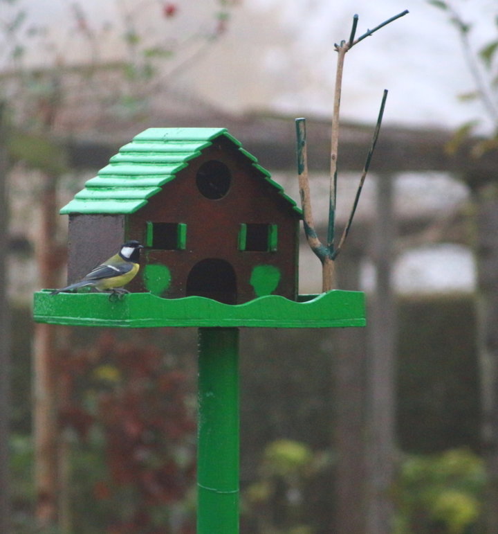 Repas des Mésange et autres oiseaux