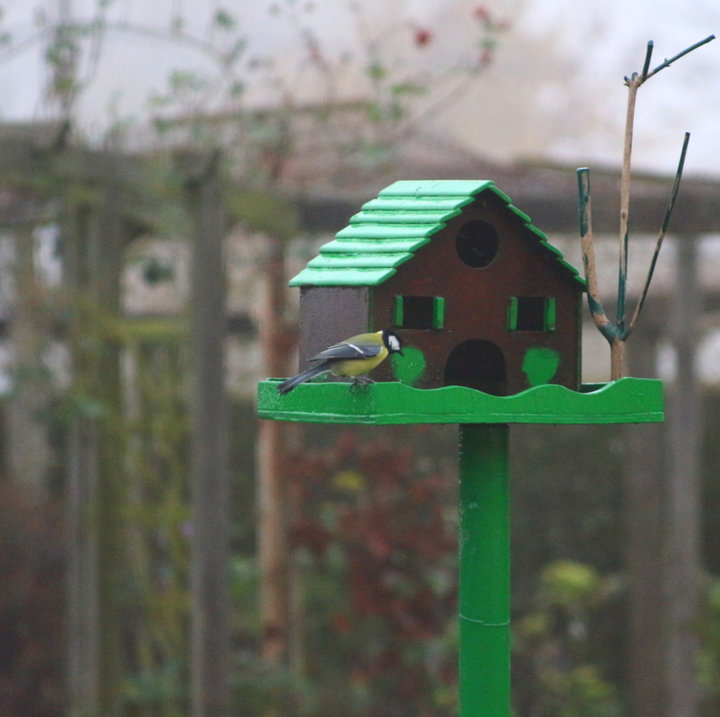 Repas des mésanges et autres oiseaux