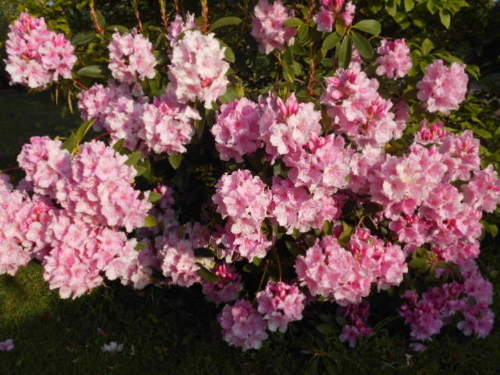 Rhodo rose