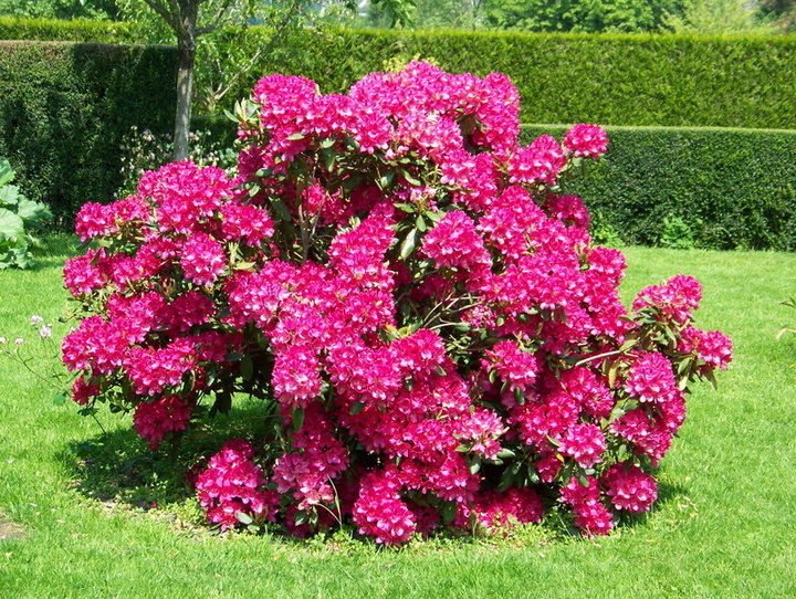 Rhododenderon