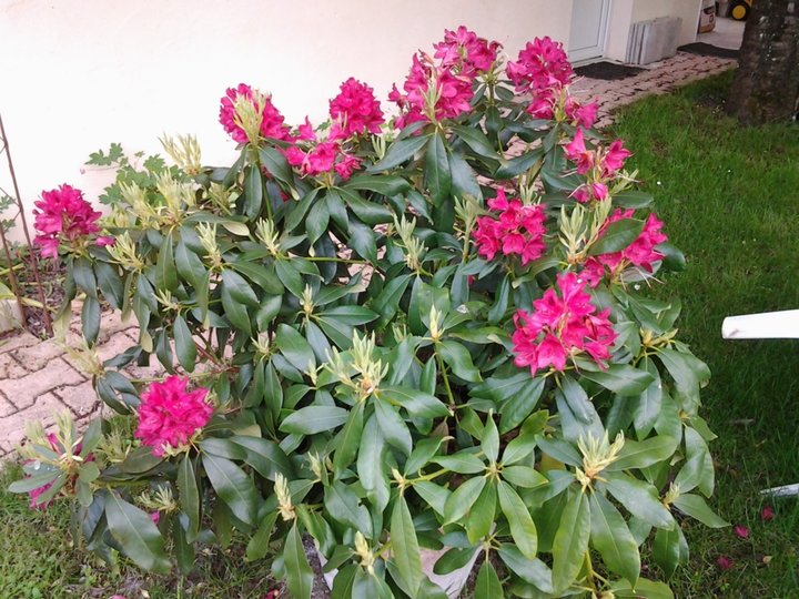 Rhododendron.