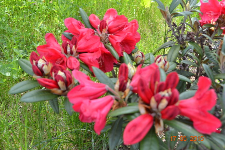 Rhododendron