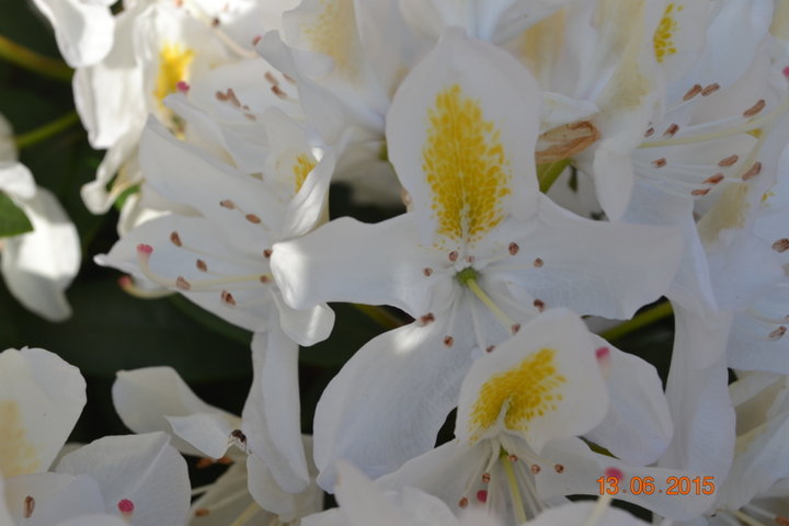 Rhododendron