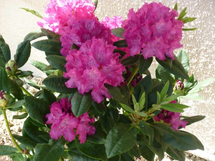 Rhododendron 