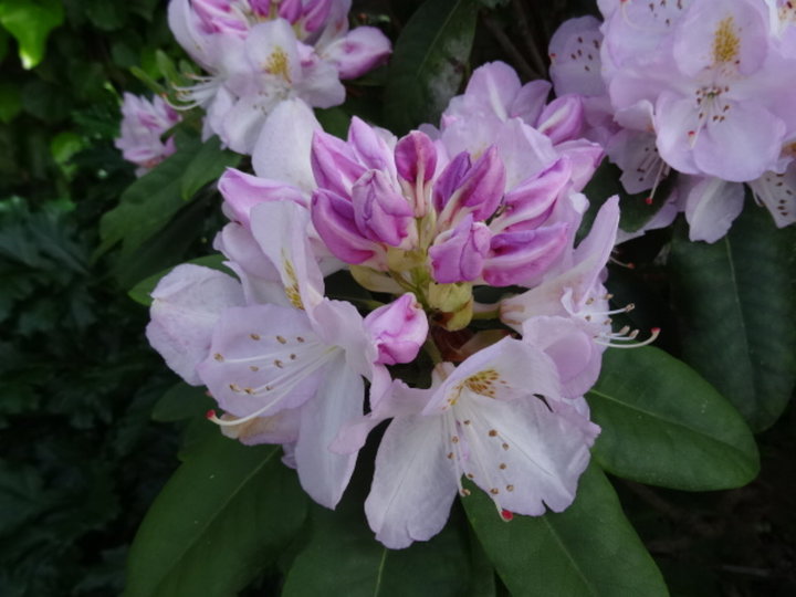 Rhododendron