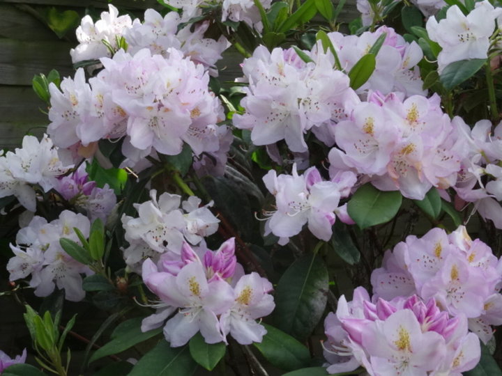 Rhododendron