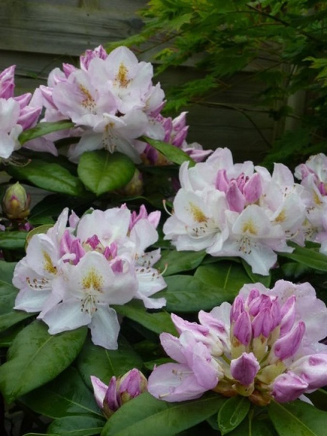 Rhododendron