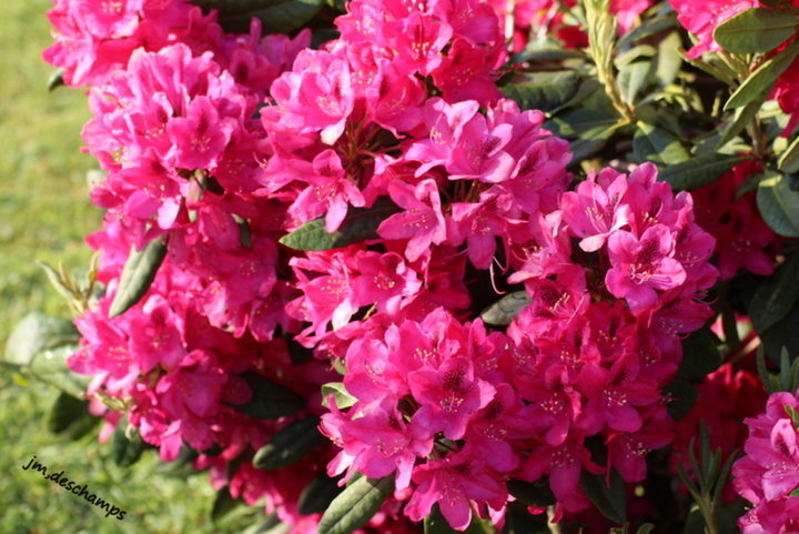 Rhododendron