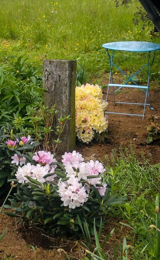 Rhododendrons 