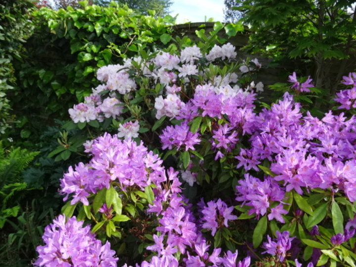 Rhododendrons