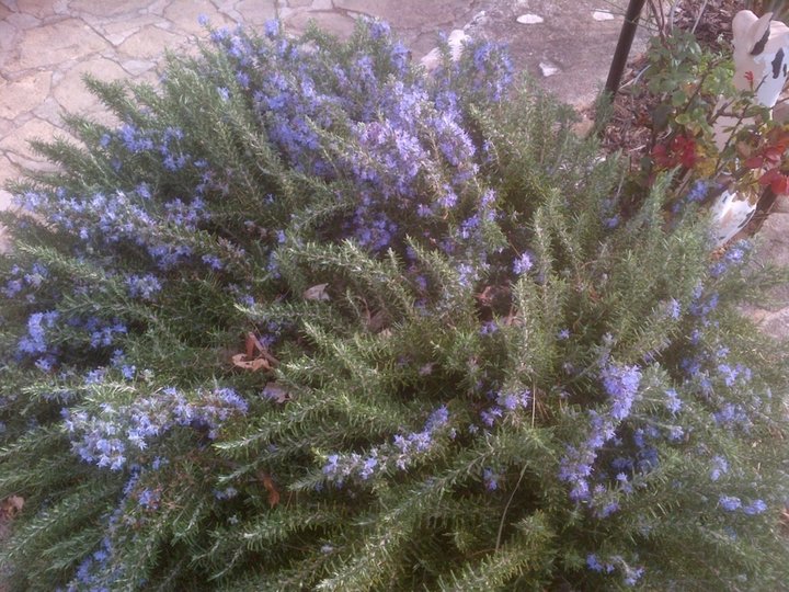 Romarin rampant en fleur