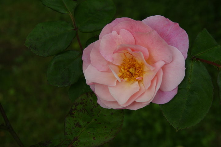 Rose ancienne