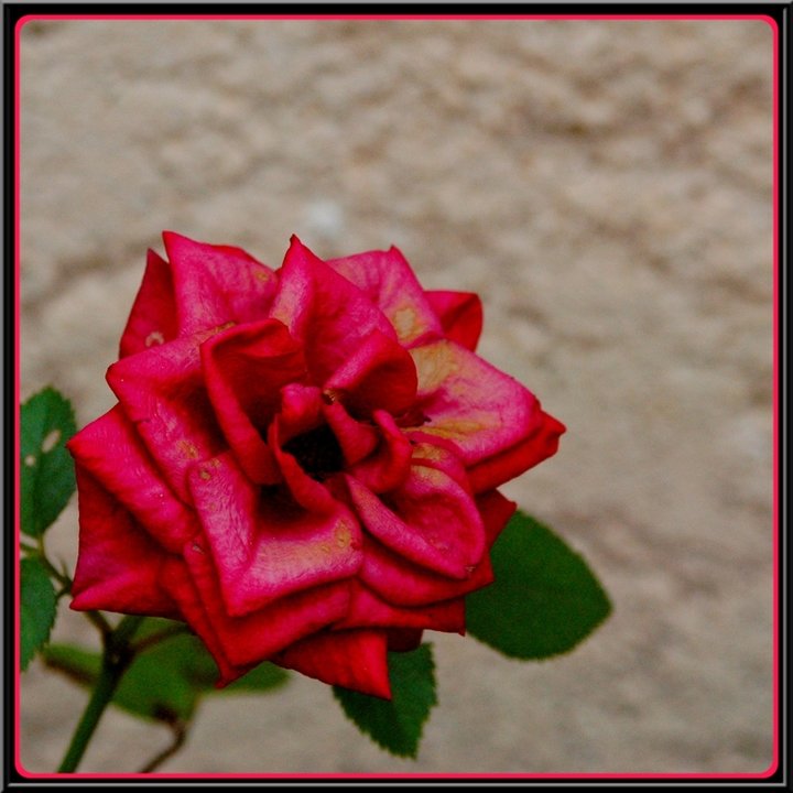 Rose ROUGE