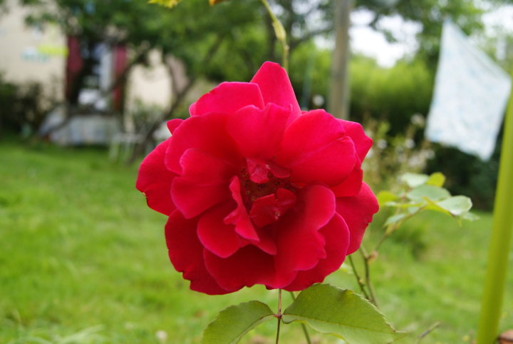 Rose rouge  (rosier remontant parfumé )