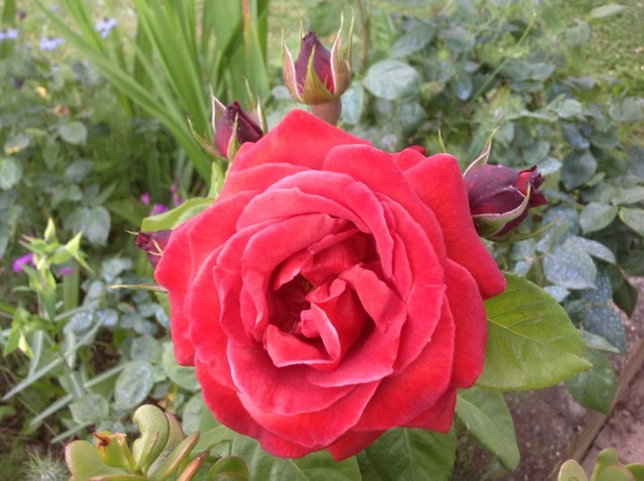 Rose terracota de Meilland