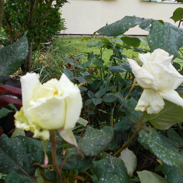 Roses blanches 