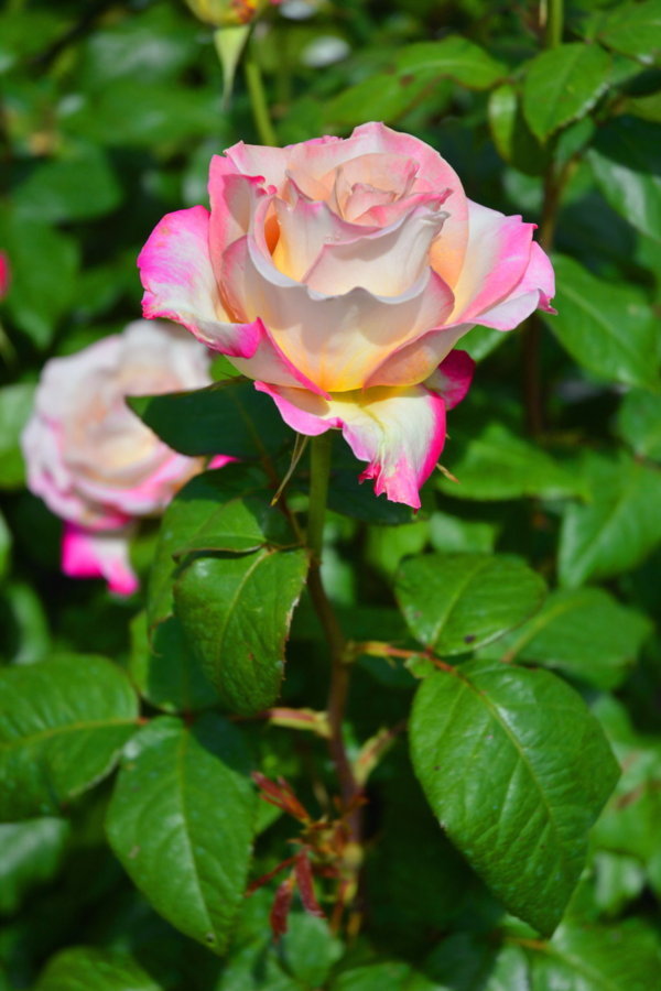 Roses de mon jardin