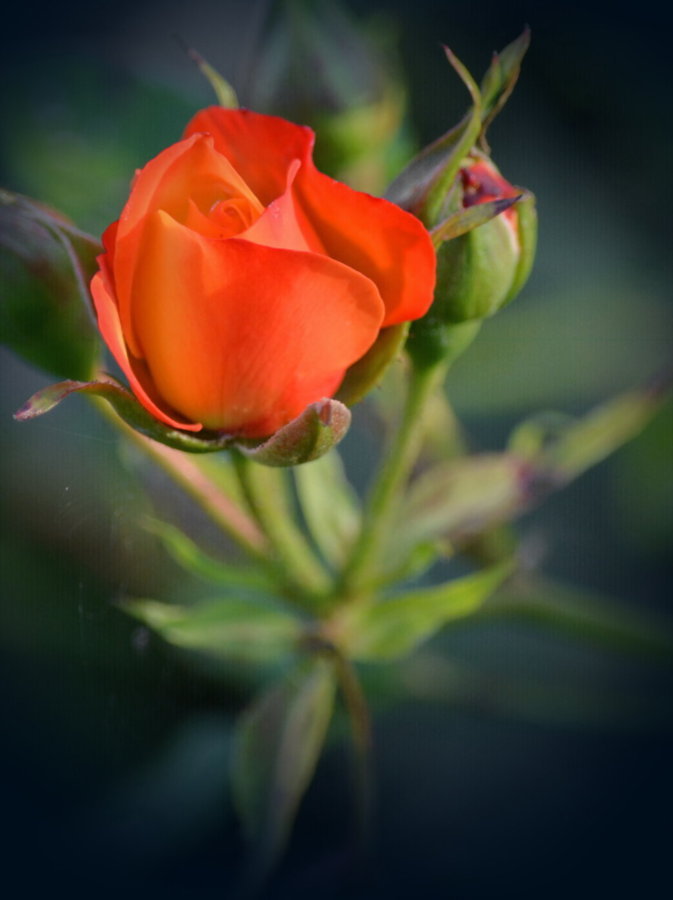 Roses de mon jardin