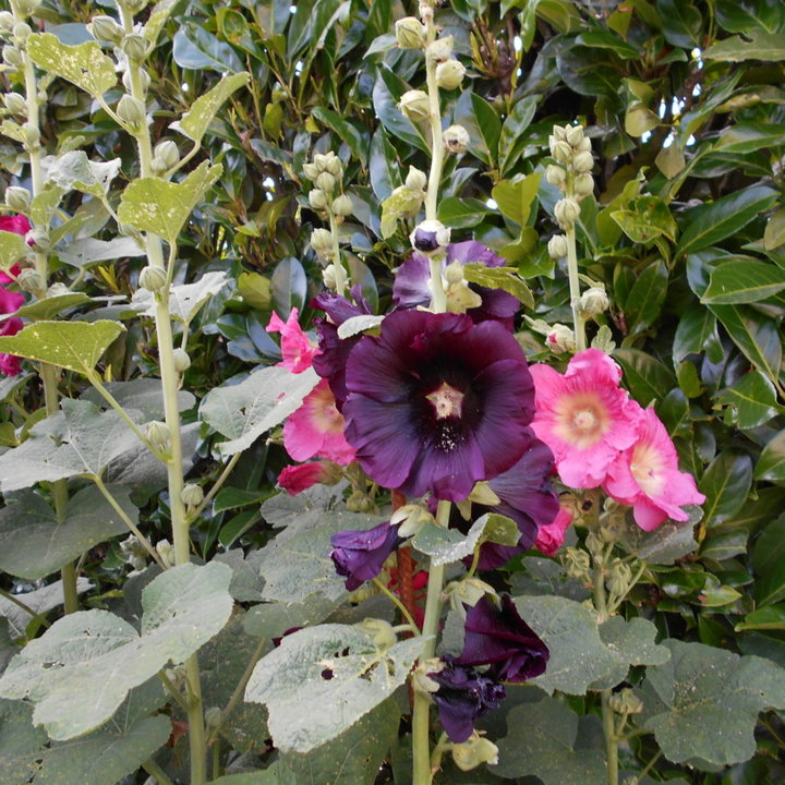 Roses Trémières