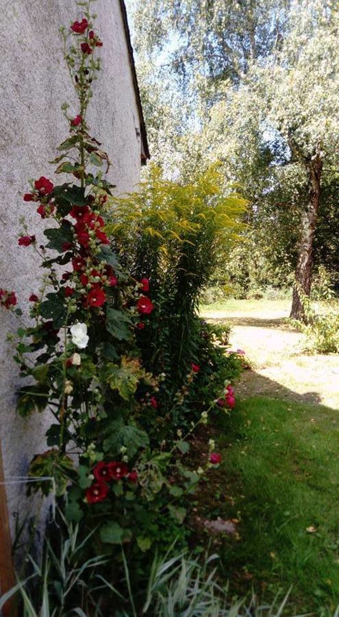 Roses tremières et verges d'or