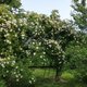 Mon jardin sauvage naturel.