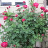 Fleurs