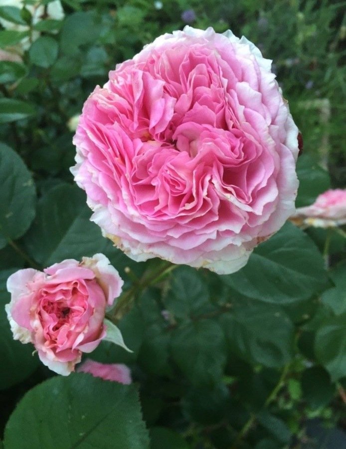 Rosier ancien très parfumé