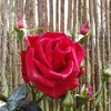 Mes roses ...........