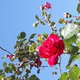 Mes roses