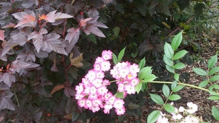 Rosier Mozart sur fond de Physocarpus diabolo