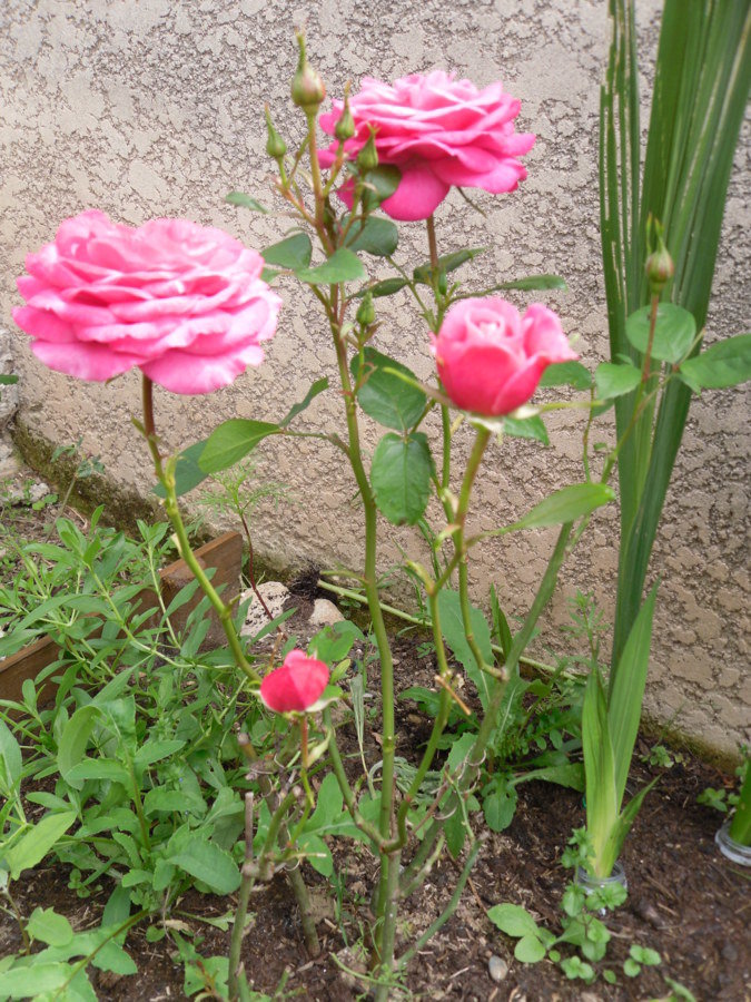 Rosier né d'une bouture à partir d'un bouquet de la fête des mère 2016