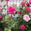 Quelques unes de mes fleurs