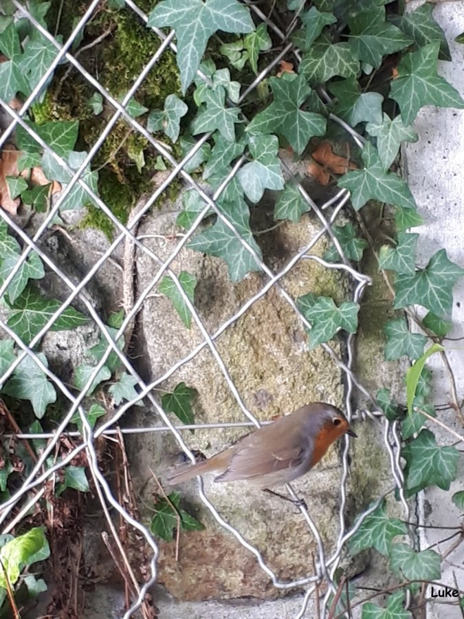 Rouge-gorge 1