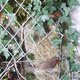 Un Visiteur inattendu