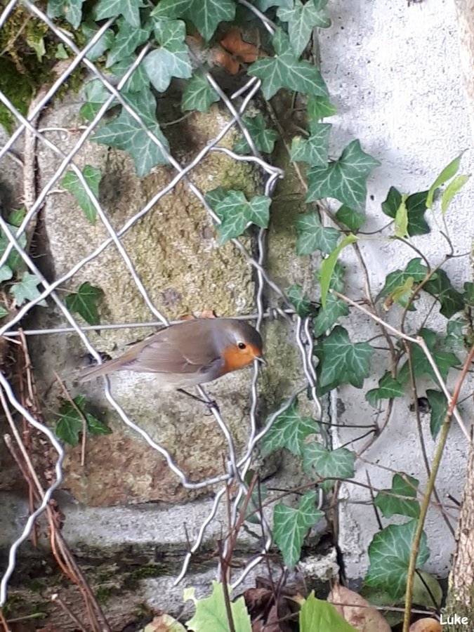 Rouge-gorge : l'ami des jardiniers