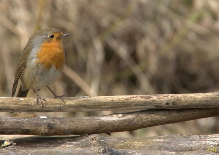 Rouge gorge