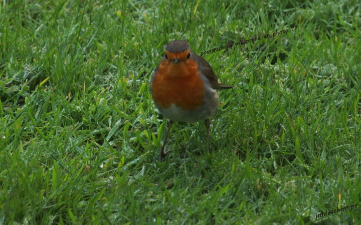 Rouge-Gorge