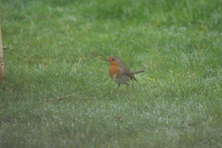 Rouge Gorge