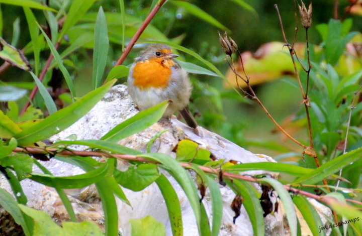 Rouge gorge