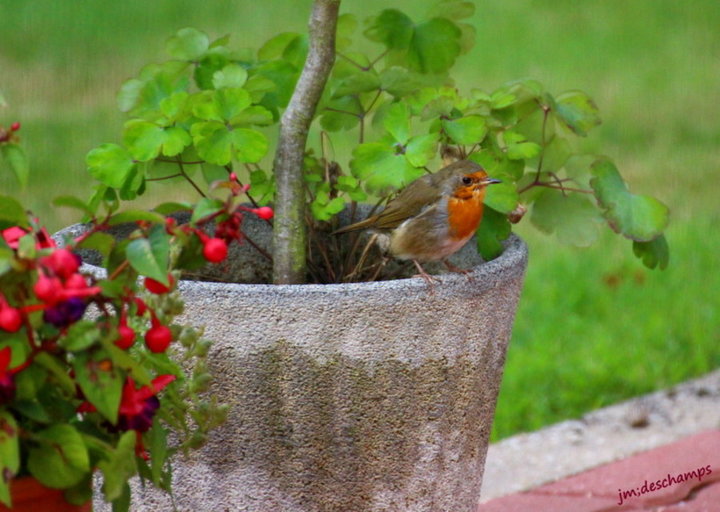 Rouge gorge